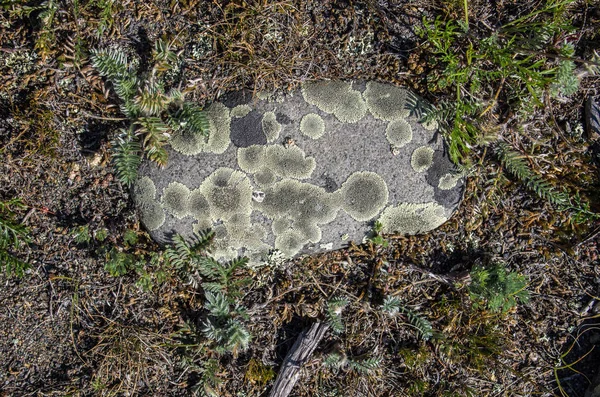 Güzel liken ile kaplı taş