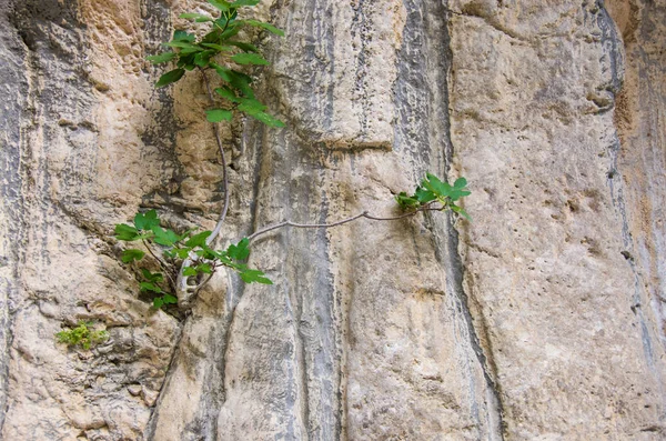 Растение Растущее Расщелине Камня — стоковое фото
