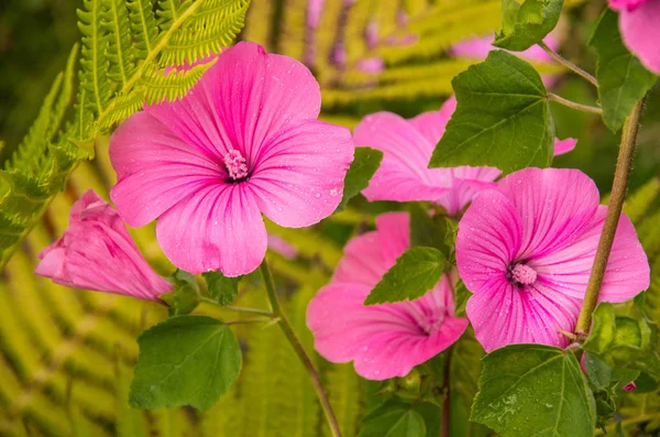 Yeşil bir arka plan üzerinde güzel pembe çiçekler üzerinde çiğ damlaları