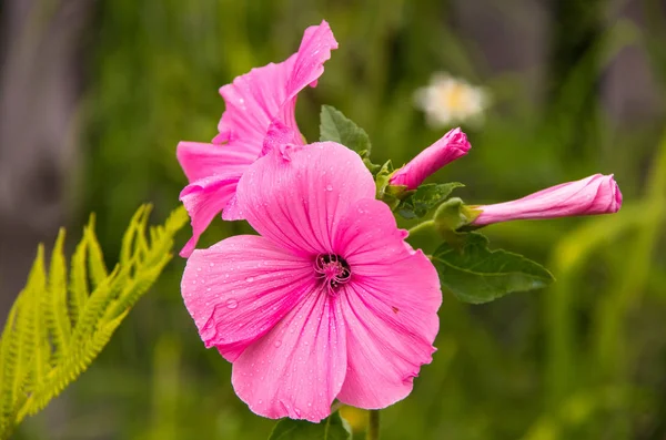Yeşil bir arka plan üzerinde güzel pembe çiçekler üzerinde çiğ damlaları
