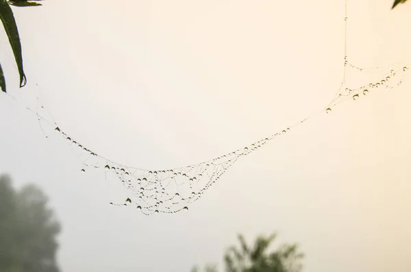 Orvalho Manhã Cai Teia Aranha — Fotografia de Stock