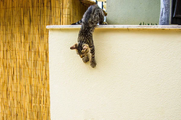 Γατάκι Προσπαθεί Κατέβει Στον Κάθετο Τοίχο — Φωτογραφία Αρχείου
