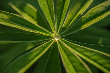 Çiğ bitkinin yaprak üzerinde büyük güzel damla