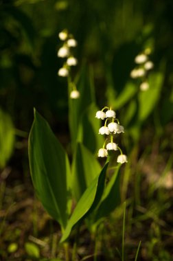 Beyaz çiçekler. Lily vadi