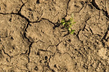 Yeşil filiz, aracılığıyla beslerken sıcaktan toprak çatlamış
