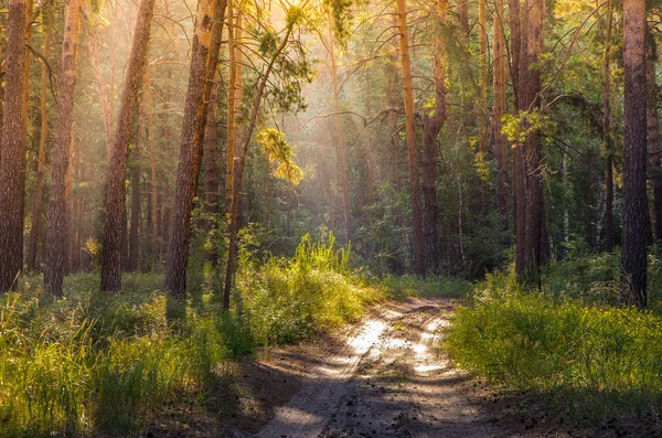 Çamın dalları ile sabah erken ormanda penetran güneş ışınları