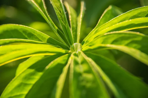 Çiğ bitkinin yaprak üzerinde büyük güzel damla