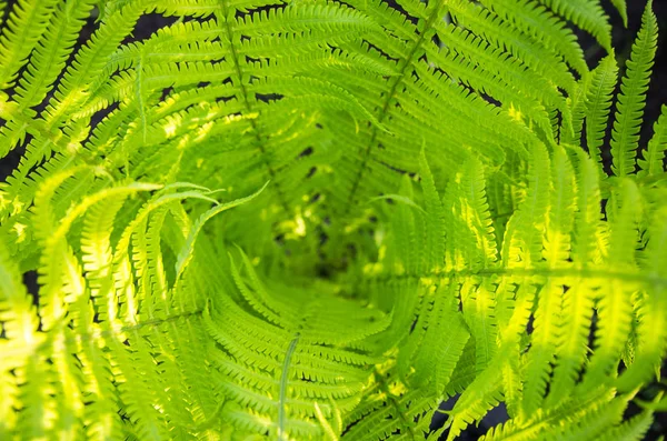 Tunnel in green fern leaves