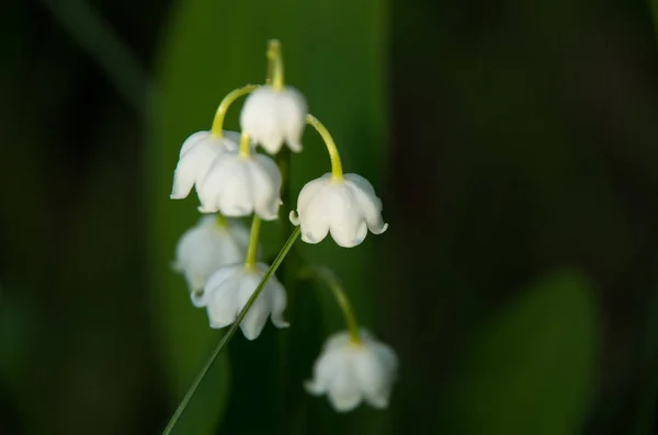 Beyaz çiçekler. Lily vadi