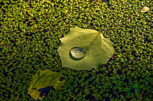 Bir büyük güzel damla su üzerindeki marsh duckweed arasında yüzen yeşil yaprak