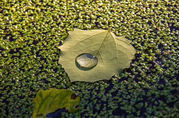 Bir büyük güzel damla su üzerindeki marsh duckweed arasında yüzen yeşil yaprak