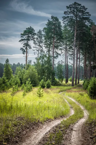 Ülke yol alan forest doğru aşağı gidiyor