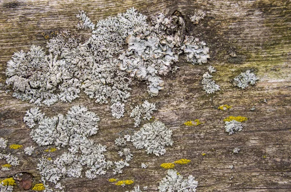 Eski bir ahşap tahta üzerinde büyüyen liken