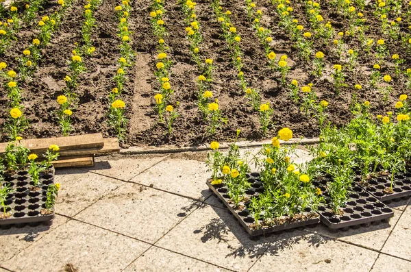 Şehir flowerbed çiçek dikim