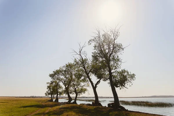 old large trees by the lake, with huge roots, coast, contour light