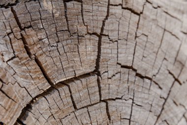 ahşap, ahşap doku iç kesim