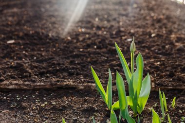 Lale Bush değil çiçeklenme ile kontur ışığında Bud. Tulip baharın tomurcuk ile