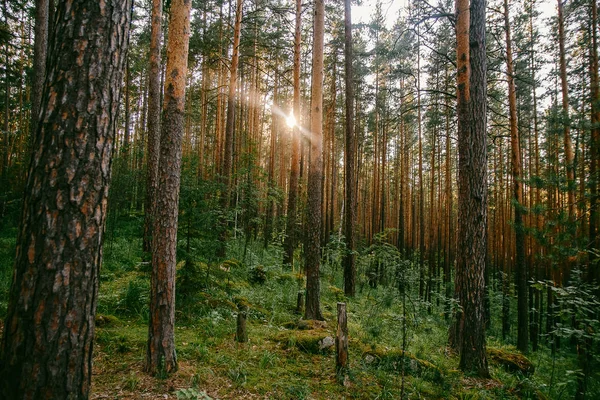 Die Sonnenstrahlen Kieferngrünen Wald Sommer — Stockfoto