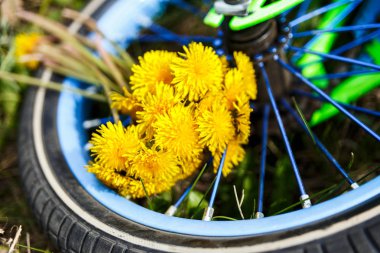 buket sarı dandelions açık havada, çocuk bisiklet tekerleği