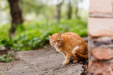 Kırmızı korkmuş kedi oturur yaz aylarında açık havada bir açıyla