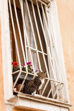 pencere kenarında yaz açık havada oturup güzel gri kedi