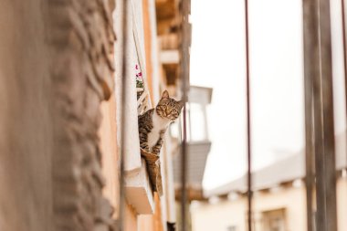 pencereden dışarı açık havada bakmak gri güzel kedi