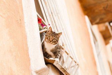 Açık havada pencere kenarında oturan üç renkli kedi