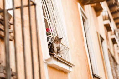 gri güzel kedi windowl açık havada bakmak