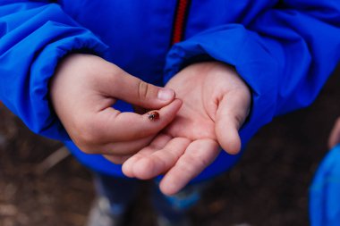 bir çocuk ellerini üstüne oturan kırmızı uğur böceği