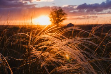 güzel turuncu günbatımı ve Altın tüy, mor bulutlar ve turuncu güneş
