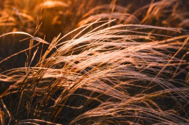 Alacakaranlıkta, güzel tüy, Altın tüy