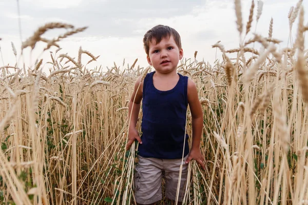 Ребенок Идет Через Поле Пшеницы Осенью — стоковое фото