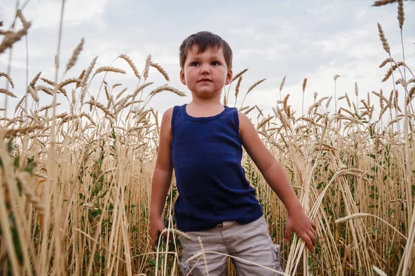 Мальчик Бежит Пшеничному Полю — стоковое фото
