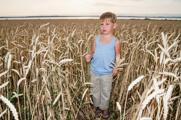 Мальчик Пяти Лет Стоит Большом Пшеничном Поле Осеннем Поле — стоковое фото