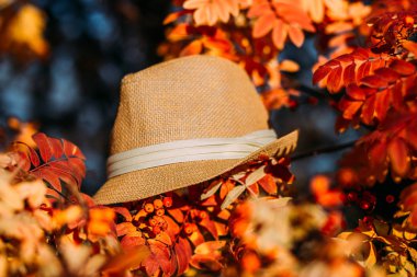 kahverengi sonbahar şapka ve şube dağ kül, sonbahar