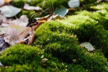 sulu parlak yeşil liken sonbaharda kapatın