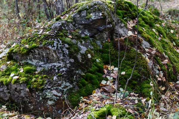 森林里石头上的黄叶 — 图库照片