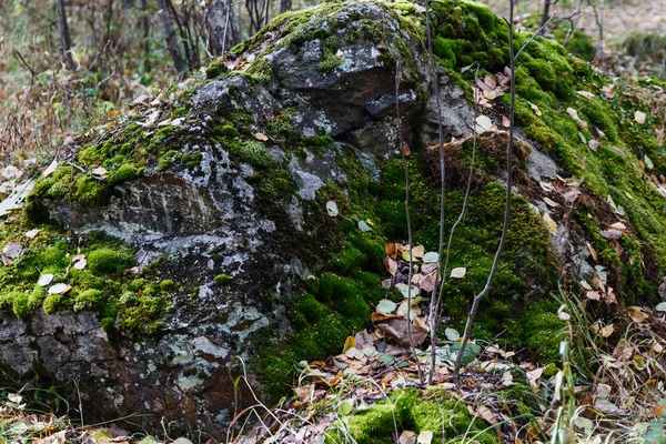 Feuilles Jaunes Tombées Sur Une Pierre Dans Forêt — Photo