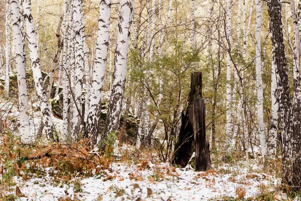 Primera Nieve Cayó Bosque Abedules Otoño —  Fotos de Stock