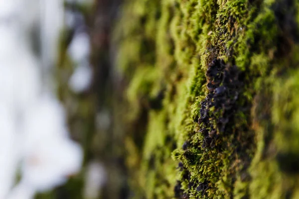 ormandaki güzel Lichen yeşil