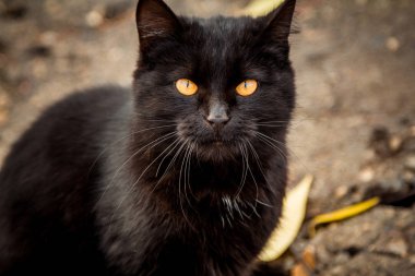 Sarı gözleri açık havada kedi siyah bantlı