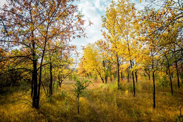 Outono Árvores Amarelas Parque Rússia — Fotografia de Stock