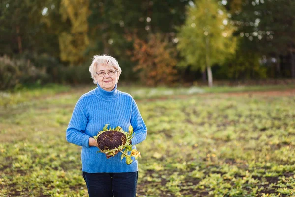 a gray-haired woman of seventy holds a sunflower in her hands and looks at the camera outdoors