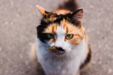 kameraya bakarak burun üzerinde siyah bir nokta ile güzel üç renkli kedi