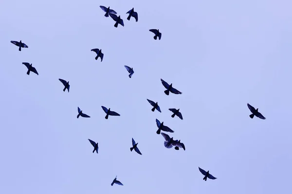 Πουλιά Που Πετούν Στον Ουρανό Σμήνος Πουλιών Στον Ουρανό — Φωτογραφία Αρχείου