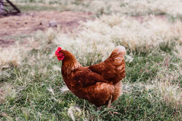 Pollo Naranja Adulto Camina Sobre Hierba Aire Libre —  Fotos de Stock