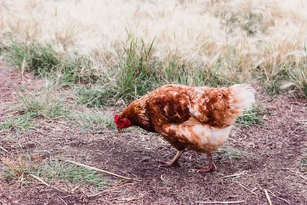 Adult Orange Chicken Pecks Grain Outdoors — Stock Photo, Image