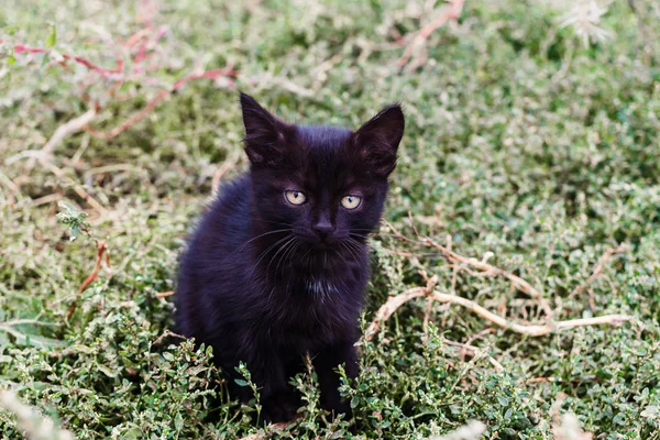 Poco Triste Negro Gatito Aire Libre —  Fotos de Stock