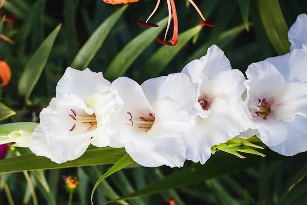 Hermoso Gladiolo Blanco Jardín Verano — Foto de Stock