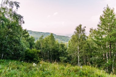 Yeşil huş ağacı orman, Rusya Federasyonu